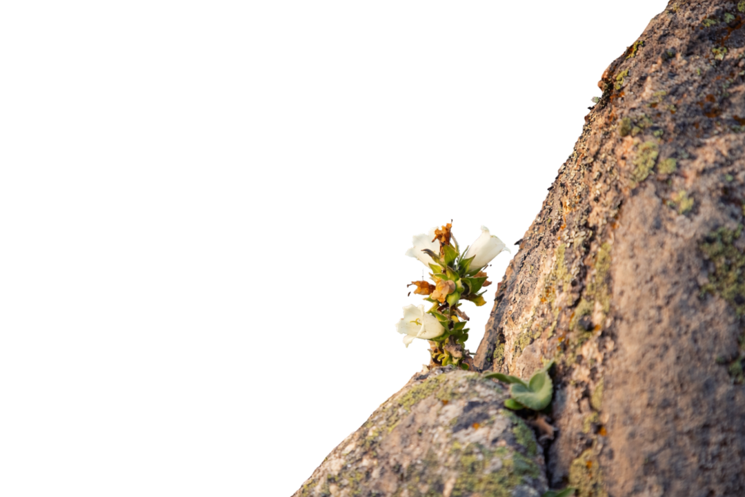 Small white wildflower growing from a rocky crevice on a cliff face.